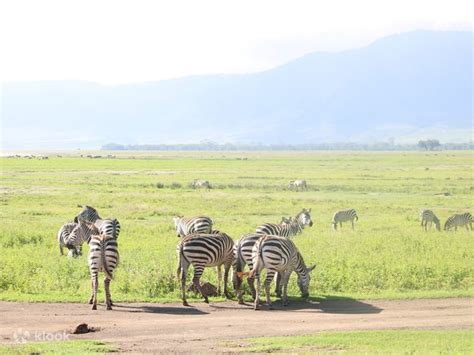 Experience The Best Of Manyara Serengeti And Ngorongoro In A 5 Day