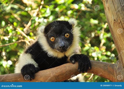 Lemur of Madagascar, Endemic Species Stock Image - Image of comores ...