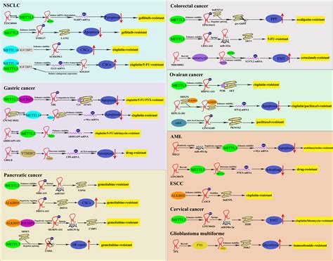 Cell Proliferation | Cell Biology Journal | Wiley Online Library