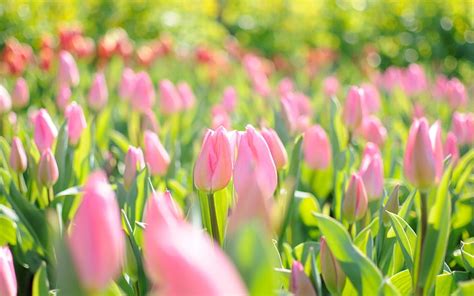 Pink Tulip Garden Laptop . Pink Spring Flowers, Spring Flowers , Tulips ...