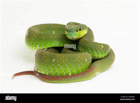 Close Up White Lipped Green Pit Viper Snake Trimeresurus Albolabris