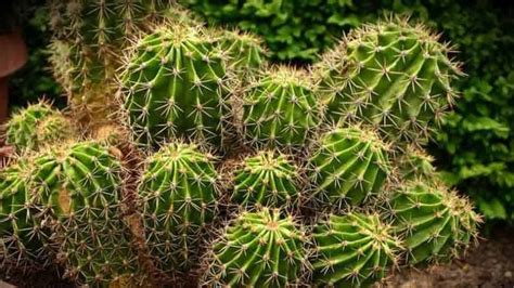 Are Cacti Poisonous Or Dangerous A Complete Guide