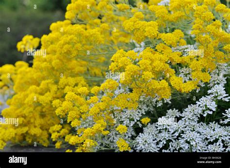 Golden Alyssum Aurinia Saxatilis Syn Alyssum Saxatile And Evergreen