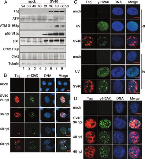 Atm Mediated Damage Signaling In Sv Infected Primate Cells Localizes