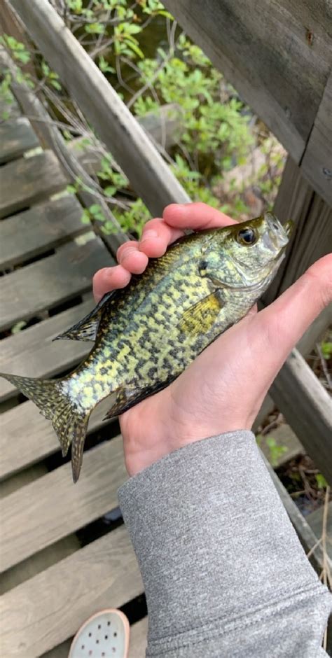 Calico Bass Freshwater