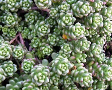 Evergreen Sedum: Stonecrop | Portland Nursery