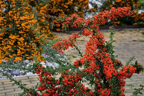 Ognik Orange Glow Pyracantha