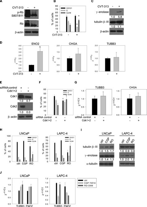 Deregulation Of The Cell Cycle By Inhibition Of Cdk1 Andor Cdk2 Boosts