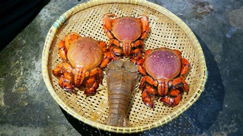 Giant Crab Stock Photos, Images and Backgrounds for Free Download