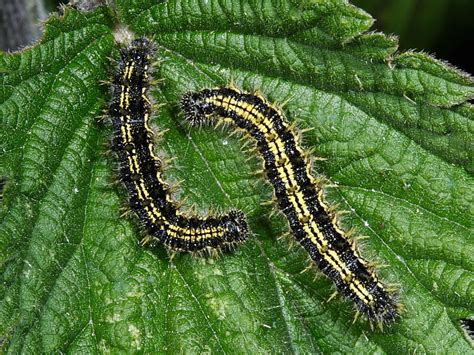 Small Tortoiseshell Aglais Urticae Caterpillar Wildlife Insight