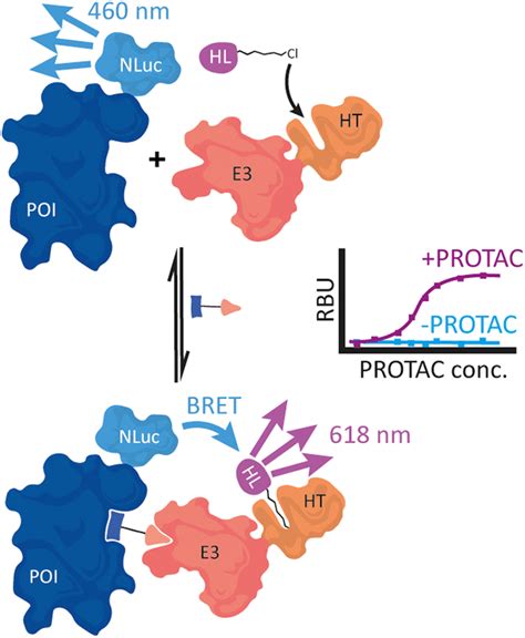 Recent Developments In PROTACMediated Protein 55 OFF