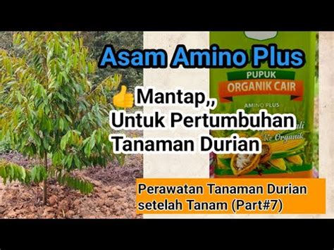 Asam Amino Plus Cukup Baik Untuk Pertumbuhan Tanaman Durian