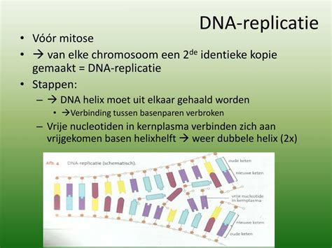 Ppt Dna Powerpoint Presentation Free Download Id4053937