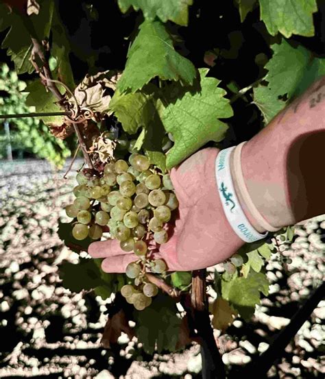 La Vendimia Comienza En Bodega Santa Cruz De Alpera