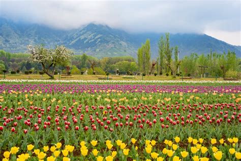 Beautiful Tulip Flowers At Eden In Indira Gandhi Memorial Tulip Garden