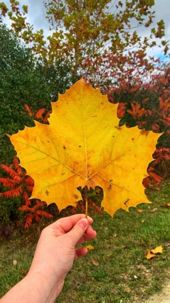 Yellow Autumn Leaf Free Stock Photo - Public Domain Pictures