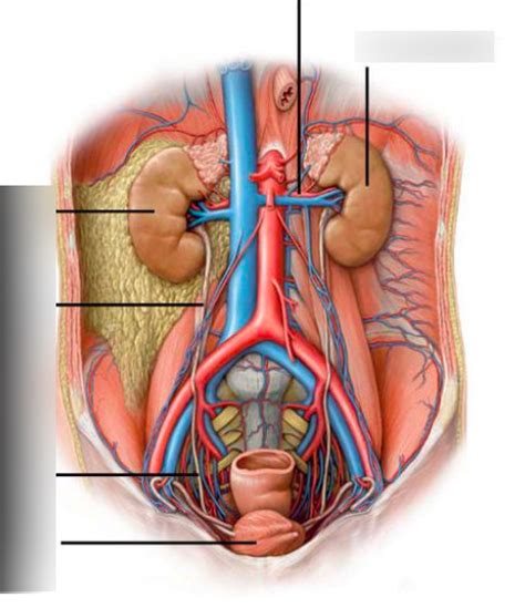 Tractus Urogenitalis Buikholte Diagram Quizlet