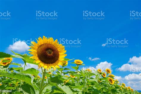 여름 하늘과 해바라기 필드 해바라기에 대한 스톡 사진 및 기타 이미지 해바라기 여름 8월 Istock