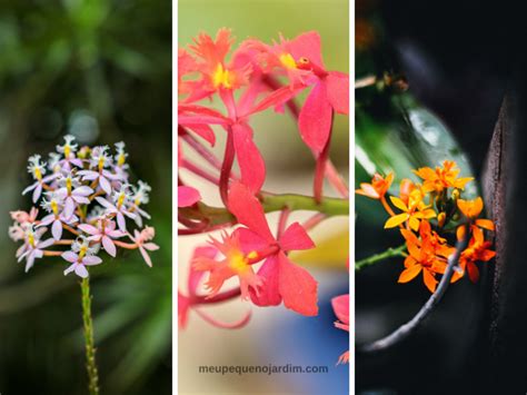 Orquídeas epidendrum Descubra os cuidados essenciais