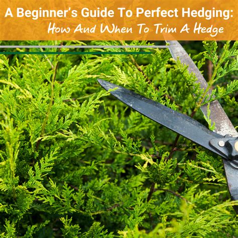 A Beginner S Guide To Perfect Hedging How And When To Trim A Hedge