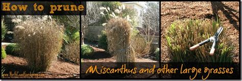 Pruning Ornamental Grasses The Ultimate Guide North Coast Gardening