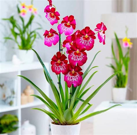 Orchidee Cambria richtig pflegen und gießen