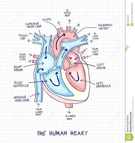 Sketch of Human Heart Anatomy ,line and Color on a Checkered Background. Educational Diagram ...