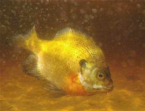 🔥 [50+] Bluegill Wallpapers | WallpaperSafari