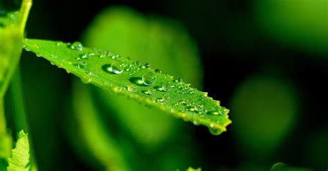 Fotos gratis agua naturaleza césped rama soltar Rocío