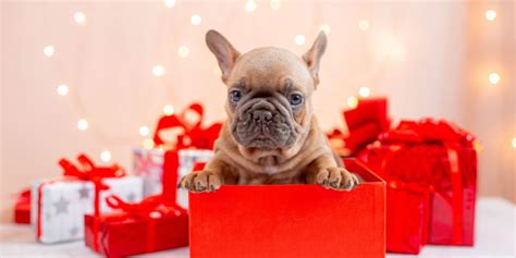 Cosa Regalare Al Cane Per Natale 5 Idee Dai 5 Ai 40 Euro