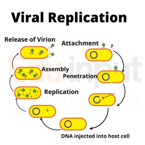 Reproduction in Viruses | Step-by-Step Guide to Viral Replication