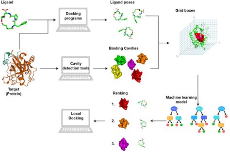 Schematic Representation Of Cobdock Blind Docking Workflow The Docking
