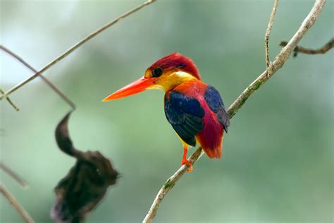 Dwarf Kingfisher Chris Hill Wildlife Photography