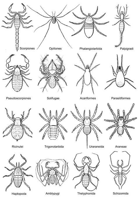 Fossil Arachnids Deposits Magazine