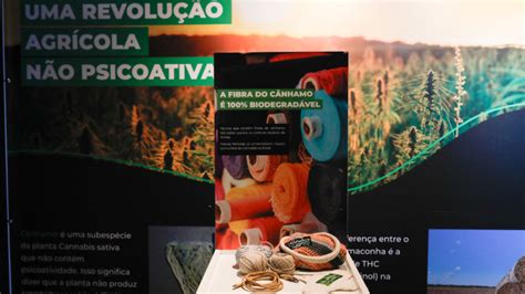 Câmara tem exposição sobre cannabis para fins industriais