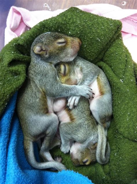 298 best images about BABY SQUIRRELS on Pinterest