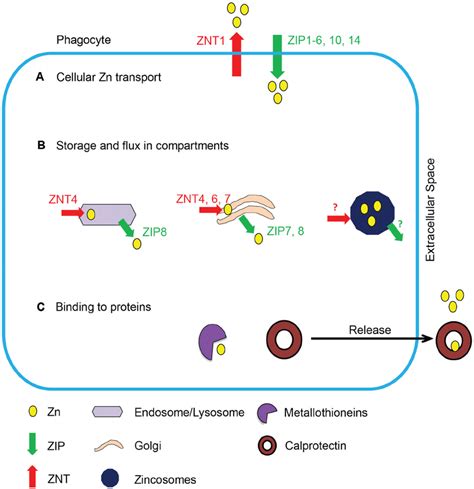 Schematic Of Zn Regulation In Phagocytes Mechanisms Of Zn Regulation