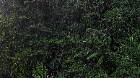 Rain Sounds 3 Hours Thunder And Heavy Rain Sounds For Sleeping Fall