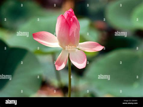 Indian Lotus Sacred Lotus Bean Of India Egyptian Bean Pink Lotus