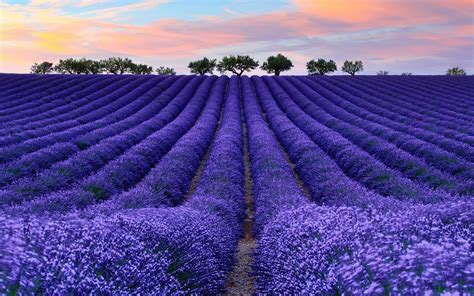 Lavender Wallpaper 64 Images