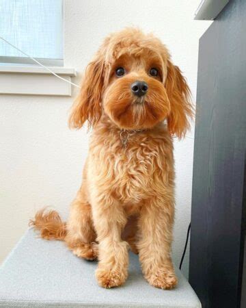 16 Best Cavapoo Haircuts With Pictures! (2024 Updated)