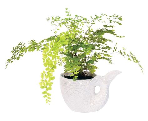 Mermaid Tail - Plant Pot | at Mighty Ape Australia