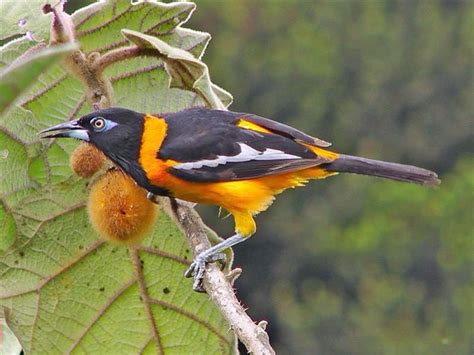 The Troupial is the national bird of Venezuela. | Colorful birds ...