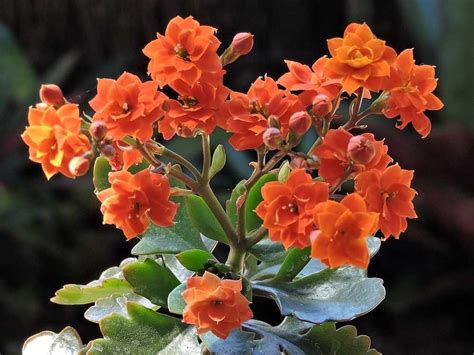 Photo Of The Entire Plant Of Flaming Katy Kalanchoe Blossfeldiana Calandiva® Orange Posted By