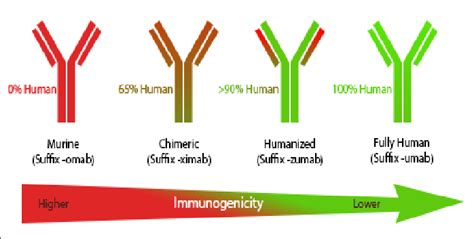 Schematic Representation Of Different Kind Of Monoclonal Antibodies Download Scientific Diagram