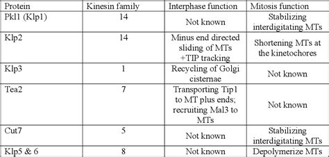 Table 1 From The 3D Architecture Of Interphase Microtubule Cytoskeleton