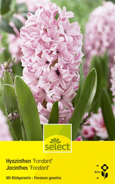 Hyazinthen Fondant Hyacinthus Orientalis Wyss Shop