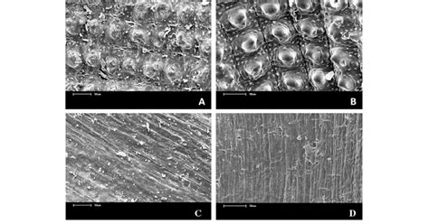 Rice Husk Sem Micrographs A Unmodified Outside Region B