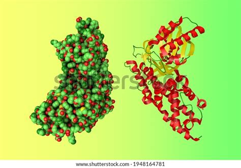 Crystal Structure Spacefilling Molecular Model Human Stock Illustration