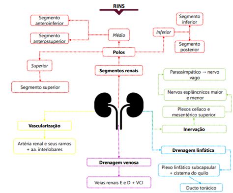 InfecÇÃo UrinÁria Mapa Mental